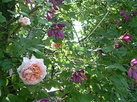 RIMG0280.JPG