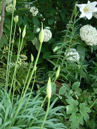 RIMG0443.JPG