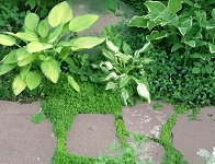 hosta4web.jpg