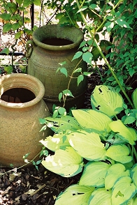 pot1.jpg