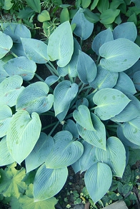 hosta3web.jpg