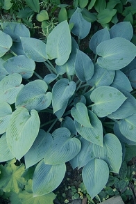 hosta3web.jpg