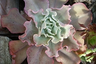 RIMG0067.JPG