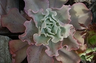 RIMG0067.JPG