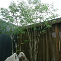 RIMG2062ss.jpg